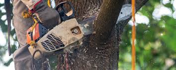 Best Tree Cabling and Bracing  in , CT