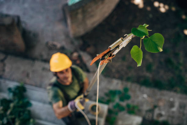 Best Tree Trimming and Pruning  in , CT