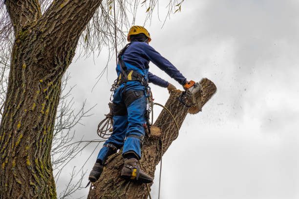 Best Root Management and Removal  in , CT