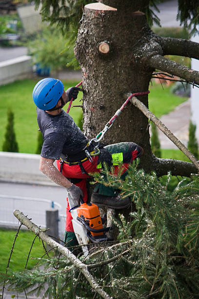  , CT Tree Services Pros